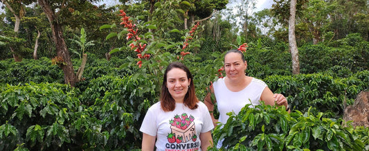 Costa Rica Las Lajas | Floral & Spiced - Indigo Coffee Project