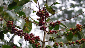 KEVENKA - NATURAL, INDONESIA - Indigo Coffee Project