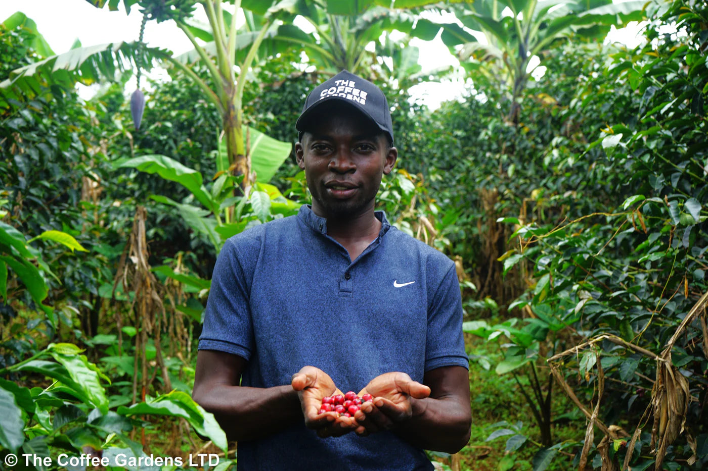 MUKURU - ANAEROBIC NATURAL, UGANDA - Indigo Coffee Project