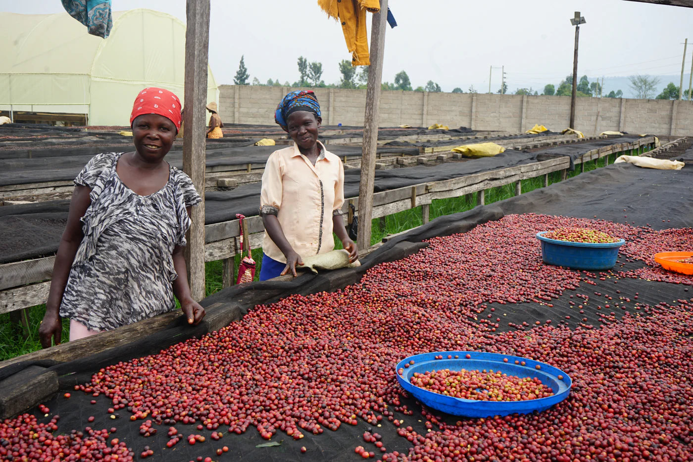 MUKURU - ANAEROBIC NATURAL, UGANDA - Indigo Coffee Project