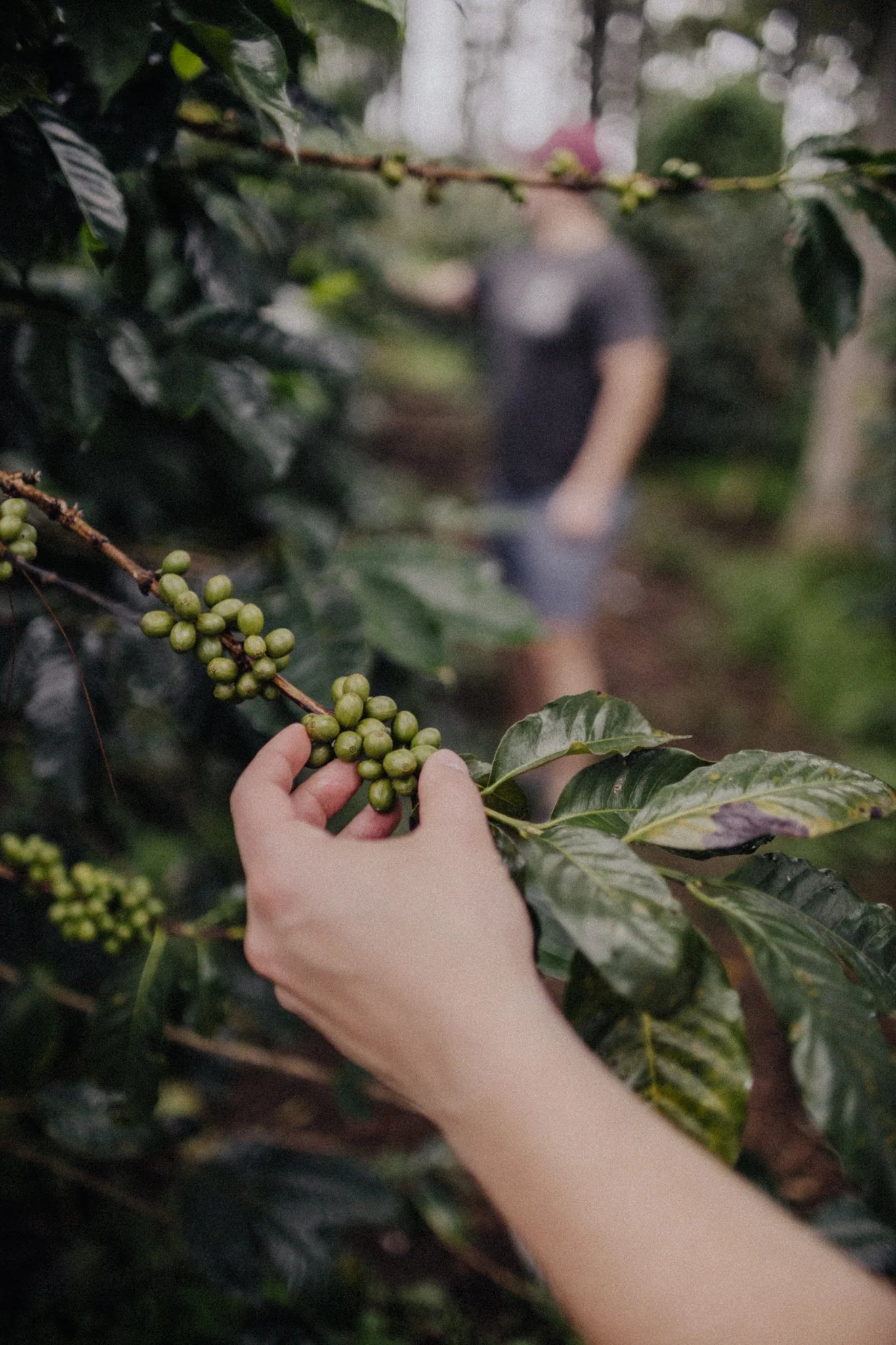 KEVENKA - NATURAL, INDONESIA - Indigo Coffee Project
