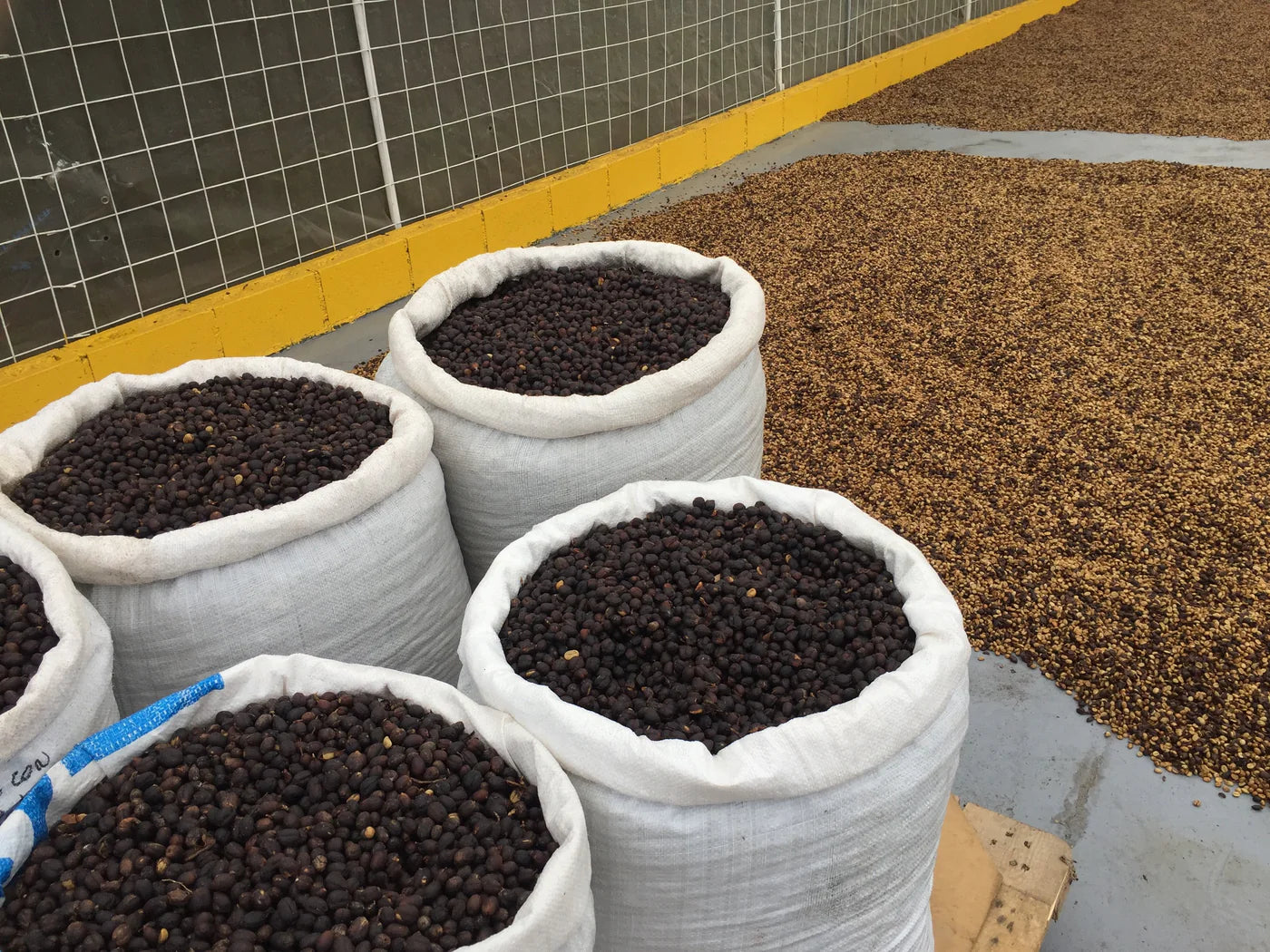 CHACÓN - ANAEROBIC HONEY, COSTA RICA - Indigo Coffee Project