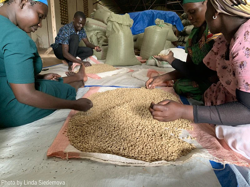 BUKYABO - YEAST FERMENTATION WASED, UGANDA - Indigo Coffee Project