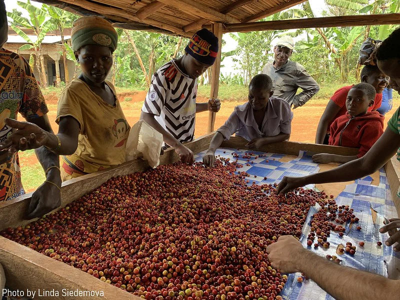BUKYABO - YEAST FERMENTATION WASED, UGANDA - Indigo Coffee Project