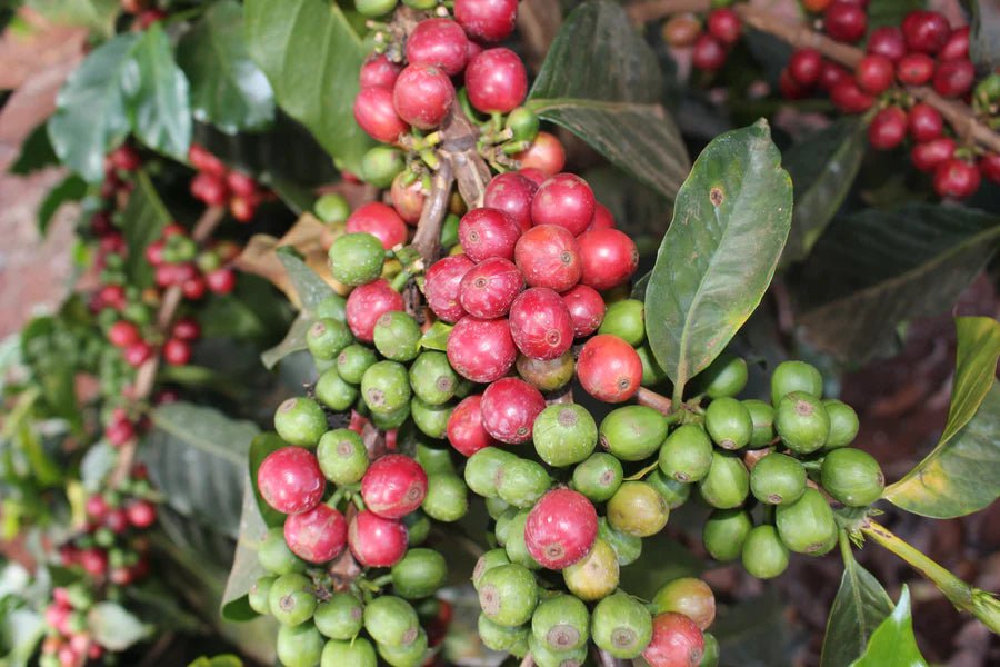Kenya Kiamabara AB | Bright & Citrus - Indigo Coffee Project