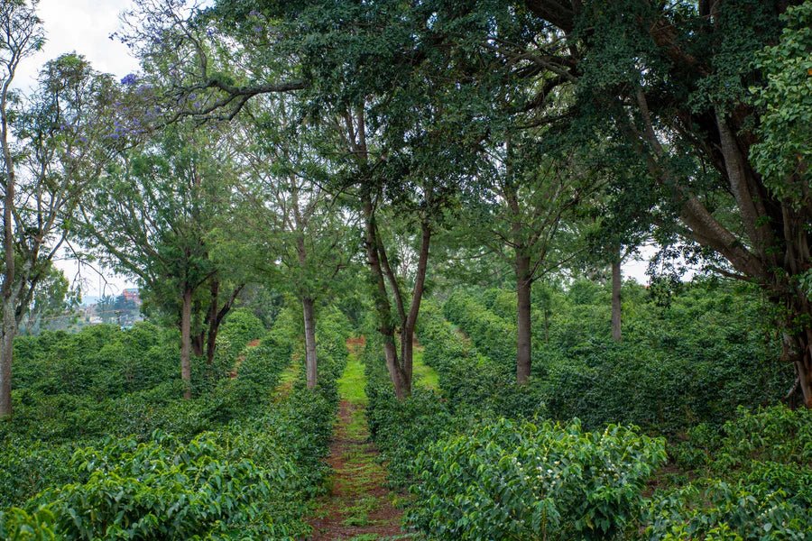 Kenya Kiamabara AB | Bright & Citrus - Indigo Coffee Project