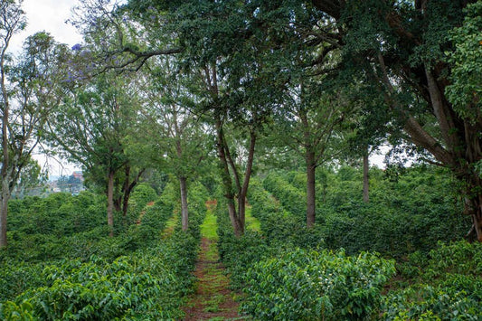 Kenya Kiamabara AB | Bright & Citrus - Indigo Coffee Project