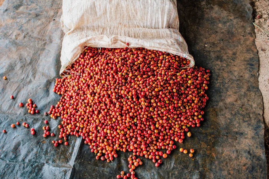 Kenya Kiamabara AB | Bright & Citrus - Indigo Coffee Project
