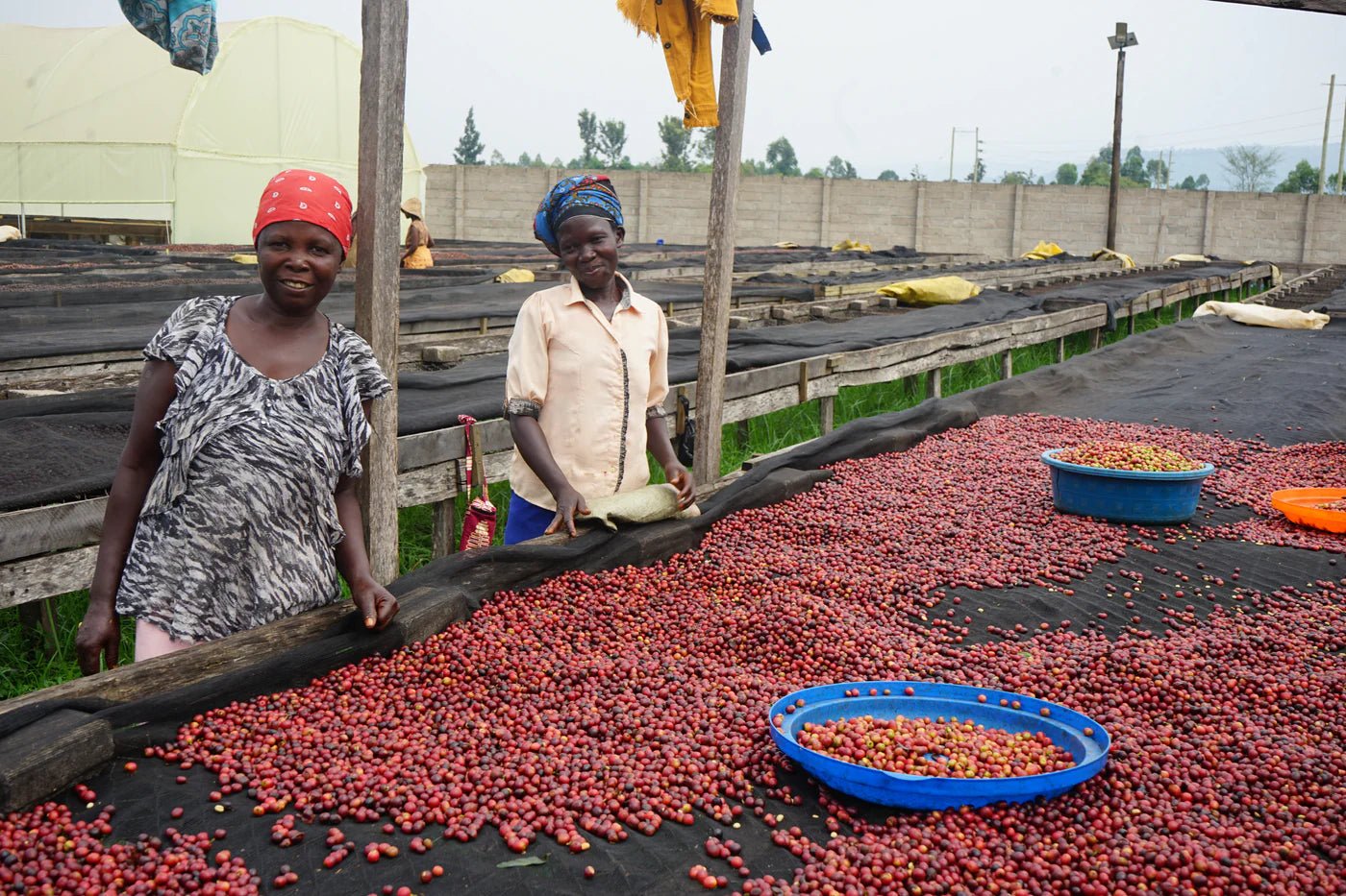 Uganda Mukuru | Tropical & Fruity - Indigo Coffee Project