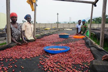 Uganda Mukuru | Tropical & Fruity - Indigo Coffee Project